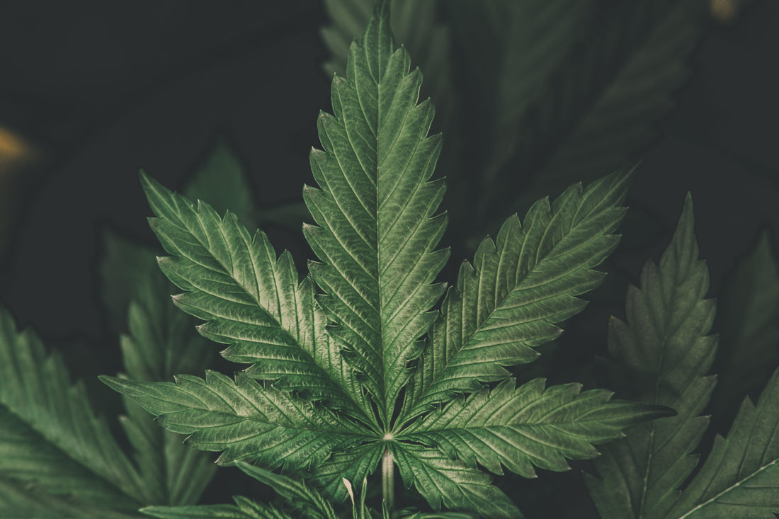 CBD Leaf