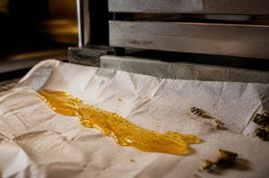 Hash Rosin, Live Rosin and CBD Rosin: The Solventless Chain Explained