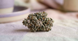 Gelato 41 CBD Flower: Strain Spotlight