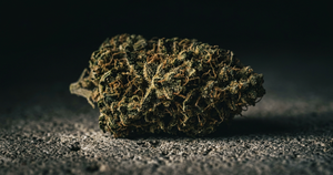 Gorilla Glue (GG4) CBD Flower: Strain Spotlight