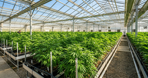 How Is CBD Flower Grown? Indoor, Greenhouse and Outdoor Explained