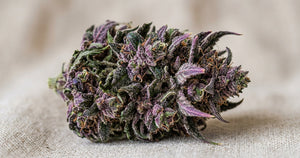 Why Is Some CBD Flower Purple? The Science Behind the Colour