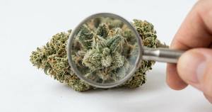 How to Tell CBD Flower From Regular Cannabis
