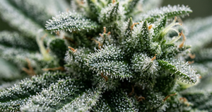 What Are Trichomes? The Key to CBD Flower Quality