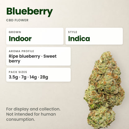 Blueberry CBD flower key facts: style, aroma and pack sizes