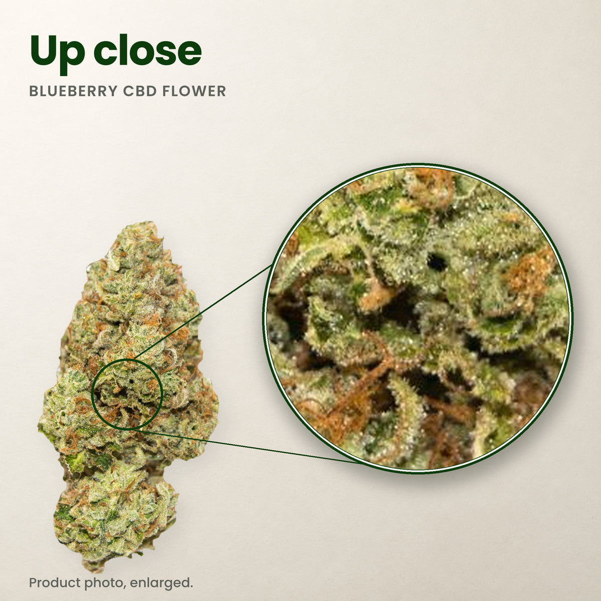 Blueberry CBD flower up close