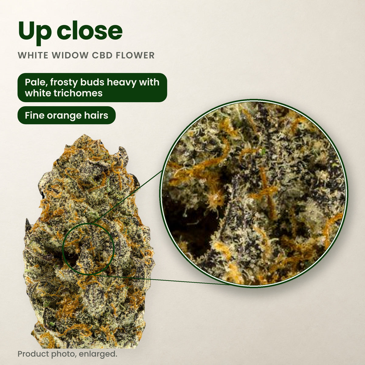 White Widow CBD flower up close